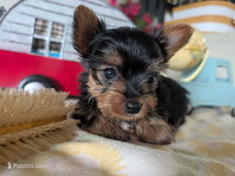 Princess – Yorkshire Terrier puppy on hold in Loogootee, IN