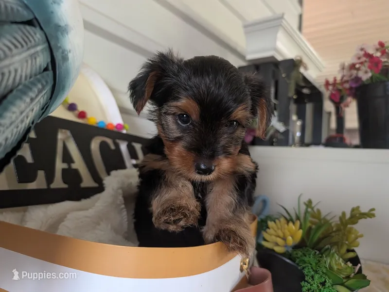 Cooper – Yorkshire Terrier puppy for sale in Loogootee, IN