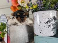 Xyla, a female Yorkshire Terrier for sale in Loogootee, IN – 10 of 10