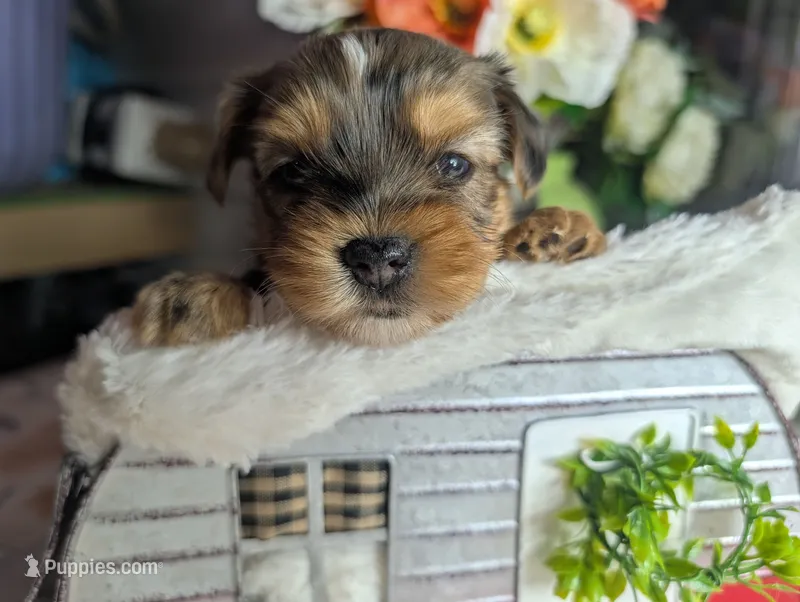 Xander – Yorkshire Terrier puppy for sale in Loogootee, IN