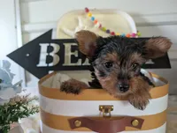 Chloe, a female Yorkshire Terrier for sale in Loogootee, IN – 10 of 10