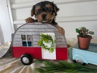Brooks, a male Yorkshire Terrier for sale in Loogootee, IN – 2 of 10