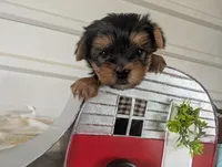 Brooks, a male Yorkshire Terrier for sale in Loogootee, IN – 4 of 10