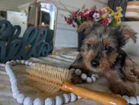 Toby, a male Yorkshire Terrier for sale in Loogootee, IN – Photo 4 of 10