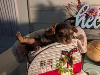 Toby, a male Yorkshire Terrier for sale in Loogootee, IN – Photo 5 of 10