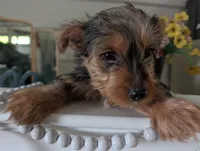 Toby, a male Yorkshire Terrier for sale in Loogootee, IN – Photo 5 of 10