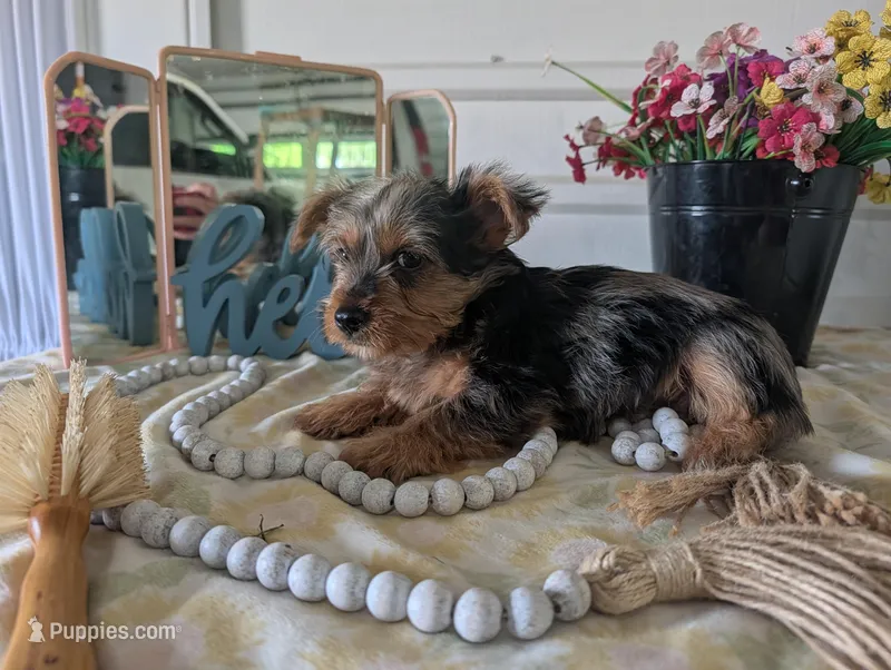 Toby – Yorkshire Terrier puppy for sale in Loogootee, IN