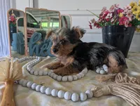 Toby, a male Yorkshire Terrier for sale in Loogootee, IN – Photo 1 of 10