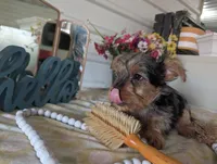 Toby, a male Yorkshire Terrier for sale in Loogootee, IN – Photo 6 of 10