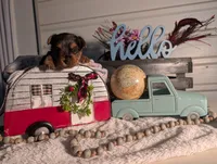 Toby, a male Yorkshire Terrier for sale in Loogootee, IN – Photo 8 of 10