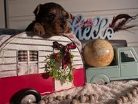 Toby, a male Yorkshire Terrier for sale in Loogootee, IN – Photo 7 of 10