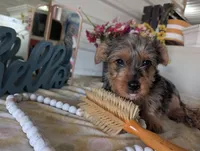 Toby, a male Yorkshire Terrier for sale in Loogootee, IN – Photo 7 of 10