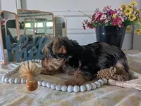 Toby, a male Yorkshire Terrier for sale in Loogootee, IN – Photo 10 of 10