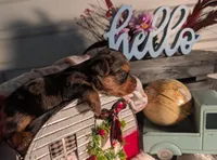 Toby, a male Yorkshire Terrier for sale in Loogootee, IN – Photo 2 of 10