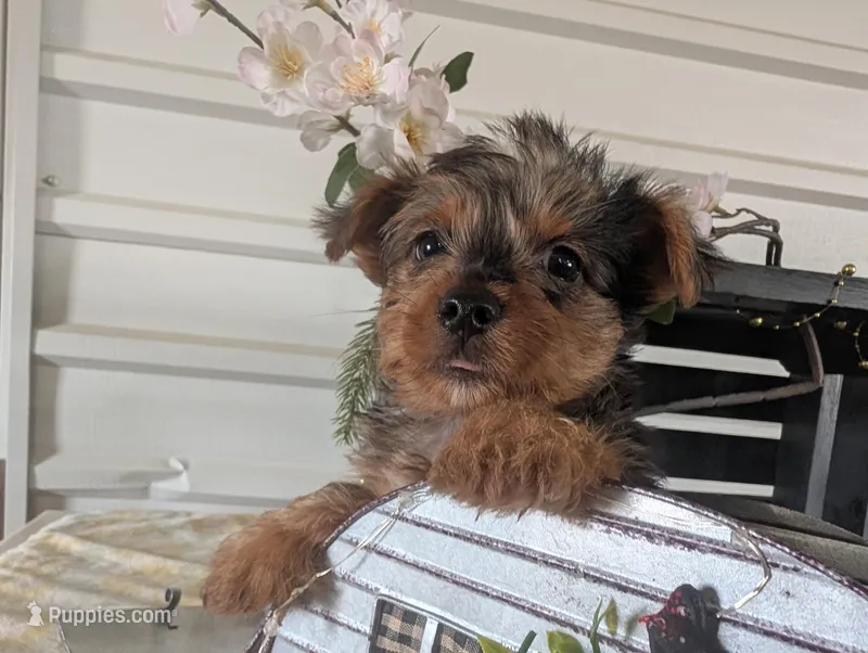 Toby – Yorkshire Terrier puppy for sale in Loogootee, IN