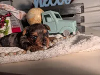 Toby, a male Yorkshire Terrier for sale in Loogootee, IN – Photo 3 of 10