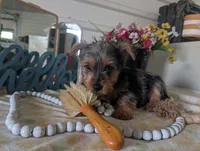 Toby, a male Yorkshire Terrier for sale in Loogootee, IN – Photo 8 of 10