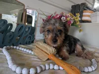 Toby, a male Yorkshire Terrier for sale in Loogootee, IN – Photo 2 of 10