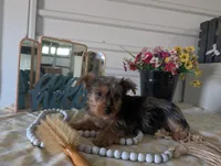 Toby, a male Yorkshire Terrier for sale in Loogootee, IN – Photo 3 of 10