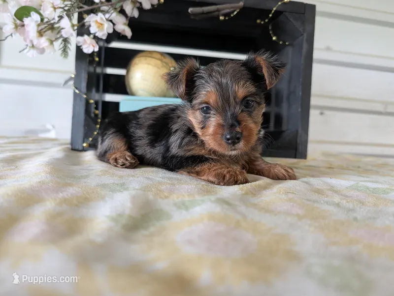 Toby – Yorkshire Terrier puppy for sale in Loogootee, IN