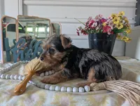 Toby, a male Yorkshire Terrier for sale in Loogootee, IN – Photo 9 of 10