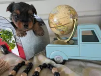 Cooper, a male Yorkshire Terrier for sale in Loogootee, IN – 2 of 10