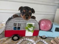Chloe, a female Yorkshire Terrier for sale in Loogootee, IN – 4 of 10