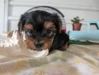 Buckley , a male Yorkshire Terrier for sale in Loogootee, IN – 7 of 10