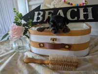 Princess, a female Yorkshire Terrier for sale in Loogootee, IN – 6 of 10