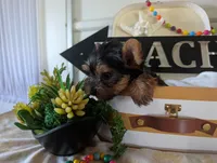 Buckley, a male Yorkshire Terrier for sale in Loogootee, IN – 4 of 9