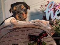 Lady, a female Yorkshire Terrier for sale in Loogootee, IN – Photo 2 of 10