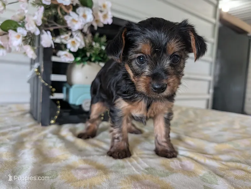 Lady – Yorkshire Terrier puppy for sale in Loogootee, IN