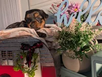 Lady, a female Yorkshire Terrier for sale in Loogootee, IN – Photo 8 of 10