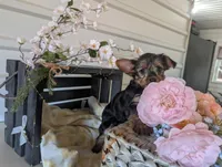 Lady, a female Yorkshire Terrier for sale in Loogootee, IN – Photo 8 of 10