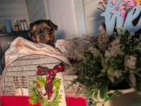 Lady, a female Yorkshire Terrier for sale in Loogootee, IN – Photo 6 of 10