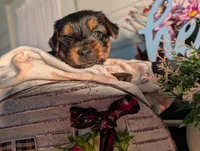 Lady, a female Yorkshire Terrier for sale in Loogootee, IN – Photo 3 of 10