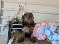 Lady, a female Yorkshire Terrier for sale in Loogootee, IN – Photo 4 of 10