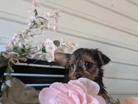 Lady, a female Yorkshire Terrier for sale in Loogootee, IN – Photo 3 of 10