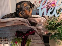 Lady, a female Yorkshire Terrier for sale in Loogootee, IN – Photo 4 of 10