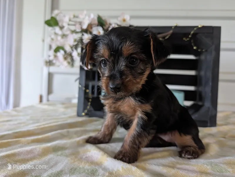Lady – Yorkshire Terrier puppy for sale in Loogootee, IN