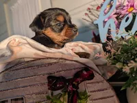 Lady, a female Yorkshire Terrier for sale in Loogootee, IN – Photo 1 of 10