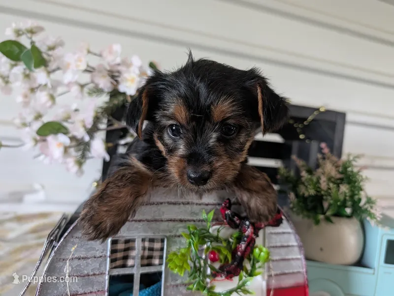Lady – Yorkshire Terrier puppy for sale in Loogootee, IN