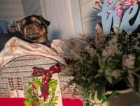 Lady, a female Yorkshire Terrier for sale in Loogootee, IN – Photo 7 of 10