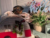 Lady, a female Yorkshire Terrier for sale in Loogootee, IN – Photo 9 of 10