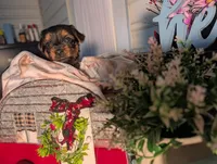 Lady, a female Yorkshire Terrier for sale in Loogootee, IN – Photo 5 of 10