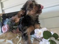 Lady, a female Yorkshire Terrier for sale in Loogootee, IN – Photo 5 of 10