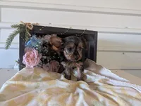 Lady, a female Yorkshire Terrier for sale in Loogootee, IN – Photo 9 of 10