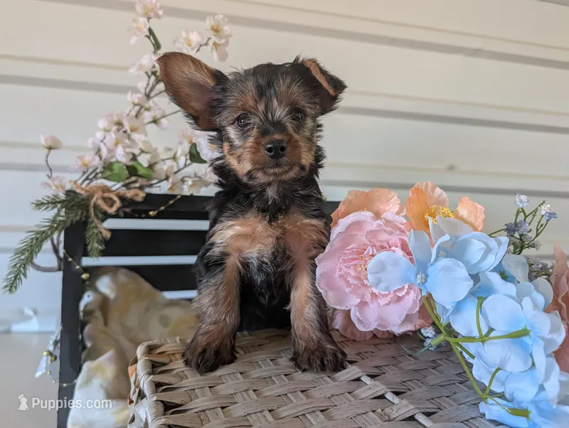 Lady – Yorkshire Terrier puppy for sale in Loogootee, IN