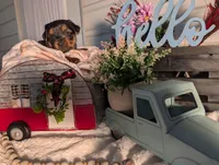 Lady, a female Yorkshire Terrier for sale in Loogootee, IN – Photo 10 of 10