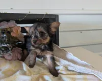 Lady, a female Yorkshire Terrier for sale in Loogootee, IN – Photo 2 of 10